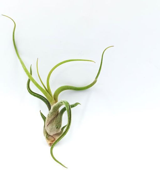 Instalație De Aer Tillandsia Bulbosa – XL