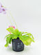 Pinguicula – Пингуикула Месоядна Растение