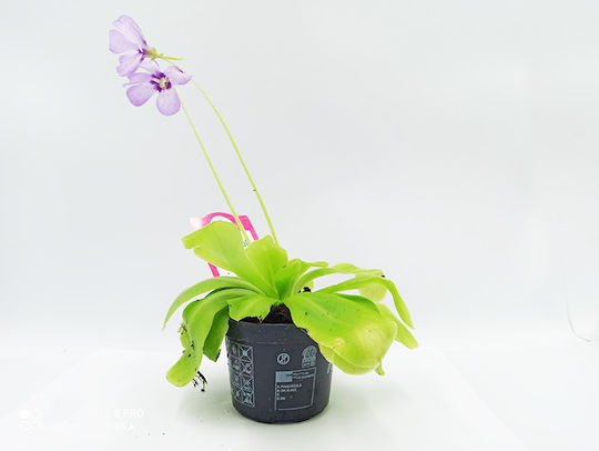 Pinguicula – Πινγουικούλα Σαρκοφάγο Φυτό
