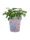 Grow Your Own Mimosa Kit Ideal For Children