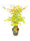 Acer Palmatum ”Vis Portocaliu”