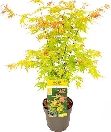 Acer Palmatum ”Vis Portocaliu”