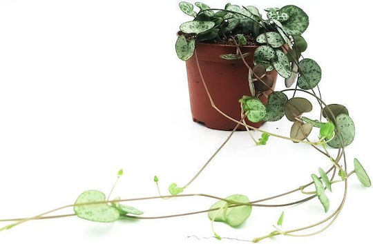 Hanging Plant “String Hearts” 20cm