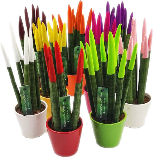 Sansevieria Zylindrische Topfpflanze Verschiedene Farben – 30-32cm Höhe Sansevieria Zylindrische Topfpflanze Verschiedene Farben – 30-32cm Höhe