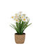 Artificial Plant in Small Pot Daisy Yellow 9cm Iliadis