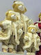 Gold Bear 25x15x50cm Hat