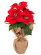 Iliadis Weihnachtsdekoration Alexandrinischer Länge 44cm.