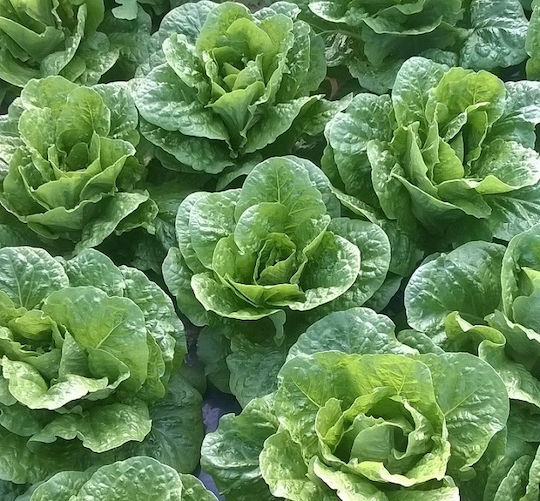 Agrotikos Oikos Spyrou Samen Salat
