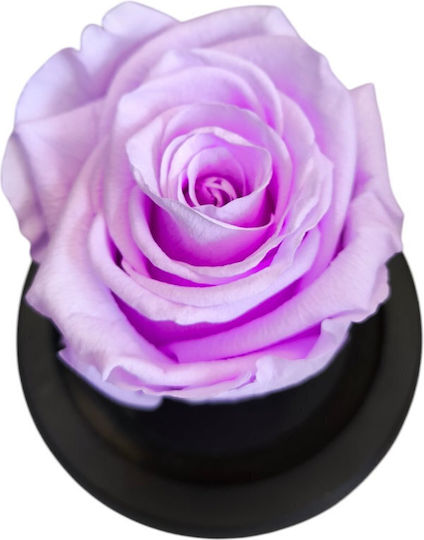 Allerheiligen Flieder Rose Equador Glasglocke Schwarzer Holzsockel 9 x 7cm