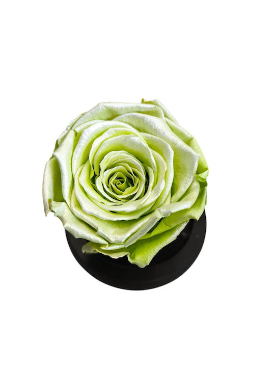 All Saints Green Pearlescent Rose Equador Glass Bell Black Wooden Base 9 X 7cm Milvaflowers
