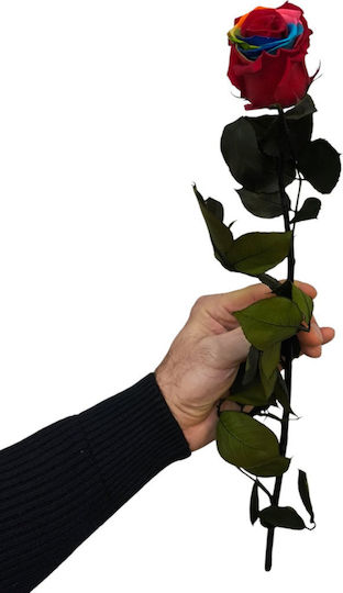 MilvaFlowers Allerheiligen Rose Regenbogen 50cm Transparent Verpackung 55 Cm H 6cm