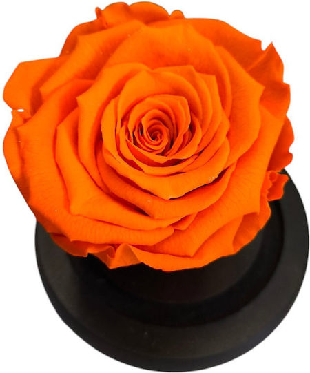All Saints Orange Rose Equador Glass Bell Black Wooden Base 9 X 7cm Milva Flowers