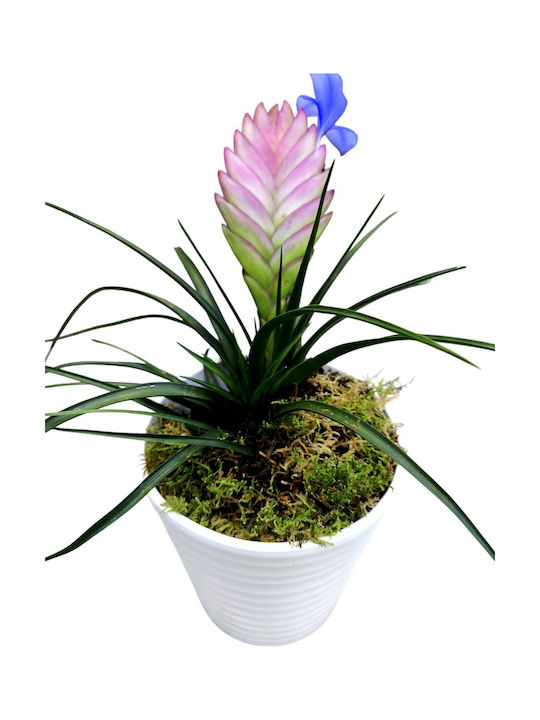 Τηλανσια Πήλινη Γλάστρα Υ 25cm Milvaflowers