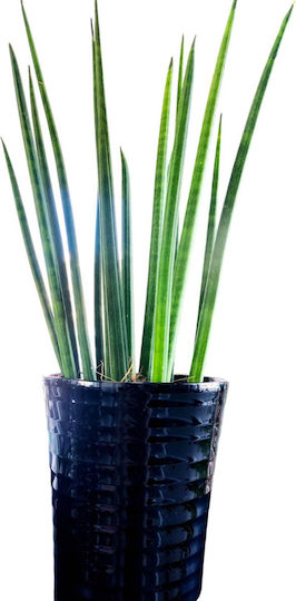 Sansevieria Cylindrische Schwarze Tonhöhe 38 Cm Breite 13cm