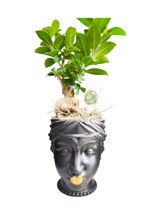 Μπονσαι Φικος Πήλινη Γλάστρα Πρόσωπο Υ 30cm Milvaflowers