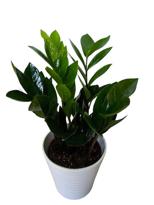 Ζαμια Zamiifolia Λευκό Πήλινο Ύψος 35 Cm X Πλάτος 12cm Milvaflowers