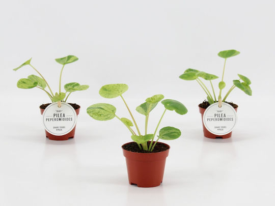 Πιλέα Pilea Peperomoides Mojito