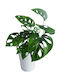 Monstera Adansonii Глинен Бял Кашпа В 30 См Ш 13 См Milvaflowers