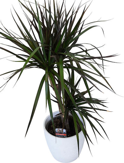 Dracaena Бял Глинен Височина 68 См Ширина 20 Milvaflowers