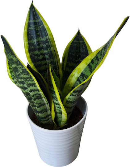 Sansevieria Trifasciata Keramisches Weißes Pflanzgefäß Höhe 32cm x Breite 12cm