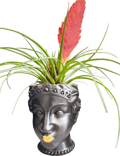 Τηλανσία Rotes Glitter Ton Terrakotta Blumentopf Gesicht Höhe 30cm