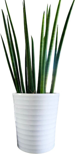 Sansevieria Cylindrische Weiße Tonhöhe 38 Cm Breite 13cm MilvaFlowers