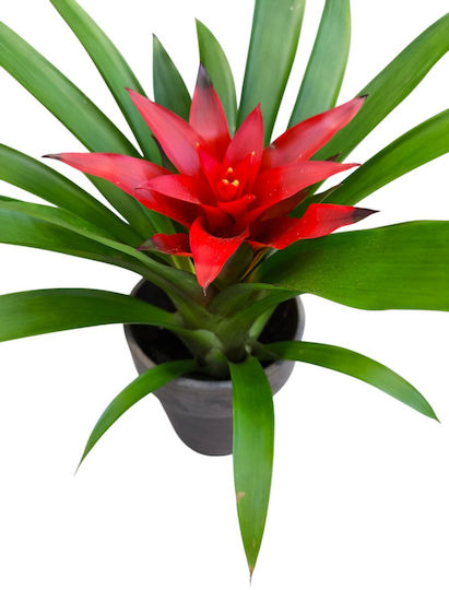 Γκουσμανια Πήλινη Γλάστρα Υ 26cm Milva Flowers Γκουσμανια Πήλινη Γλάστρα Υ 26cm Milva Flowers
