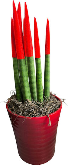 Sansevieria Cylindrical Velvet Red Clay H 33 Cm W 12 Cm MilvaFlowers