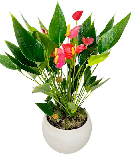 Хвощ Мини Глинен Саксия Височина 35см Milvaflowers
