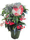Ardisia H 32 Cm W 12 Cm Milvaflowers