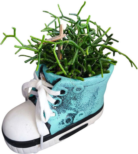 Rhipsalis Ceramică Pantofior Turcoaz Înălțime 11cm Lățime 12cm Rhipsalis Ceramică Pantofior Turcoaz Înălțime 11cm Lățime 12cm
