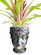 Guzmania Глинен Саксия Лице Височина 26см Milva Flowers