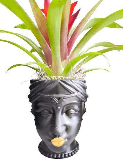 Γκουσμάνια Πήλινη Γλάστρα Πρόσωπο Υ 26cm Milva Flowers Γκουσμάνια Πήλινη Γλάστρα Πρόσωπο Υ 26cm Milva Flowers