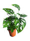 Monstera Adansonii Височина 25 См Ширина 12 См Milvaflowers