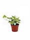 Efeu Zwei Farbige Grün-Gelb 8,5 cm MilvaFlowers