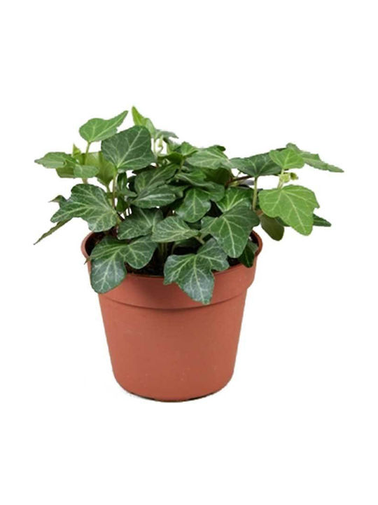 Κισσος Πρασινος 8.5cm Μilvaflowers