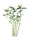 Бамбук Lucky Bamboo 5 Бр Височина 70-80см Milvaflowers