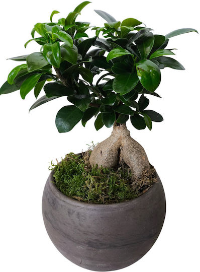 Bonsai Ficus Lyrata Ghiveci Ceramic Sferic Înălțime 32 Lățime 14 Milvaflowers Bonsai Ficus Lyrata Ghiveci Ceramic Sferic Înălțime 32 Lățime 14 Milvaflowers
