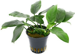 Aquaflora Anubias Barteri Var Nana Bolang Topf