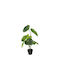 Alocasia Alocasia в саксия 90см Atmosphera