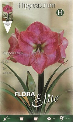 Flora Elite Βολβός Αμαρυλλίδας Πρεπαρέ Ροζ