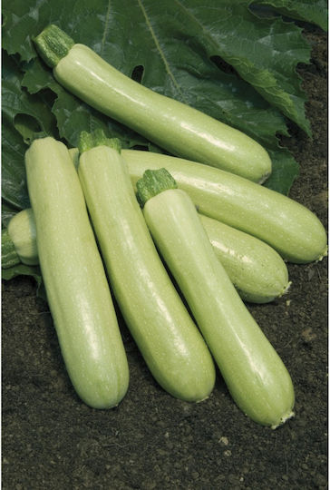 Geniki Fytotechniki Athinon Samen Kürbisς Zucchini Grün 50Stück
