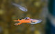 Poecilia Wingei Red Scarlet M F M
