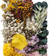 Dried Flowers Mix Summer Bloom