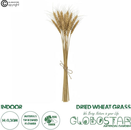 Getrocknete Pflanze Gras Beige 30cm in Box 10 Stück GloboStar