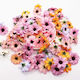 Colorful Daisy Flowers