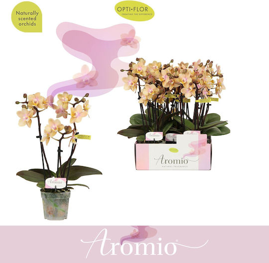 Phalaenopsis Mf Yellow Aromio Mineral 3 Stems Αρωματικη