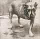 Alice In Chains Alice In Chains Vinyl