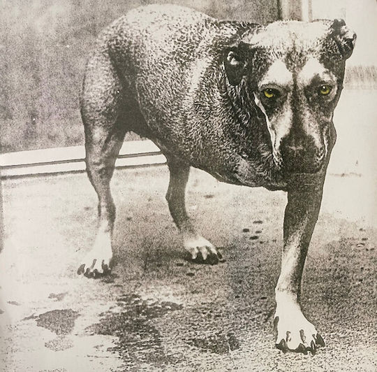 Alice In Chains Alice In Chains Vinyl
