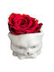 Red All Saints Rose White Mini Ceramic Cat H 7cm Milva Flowers